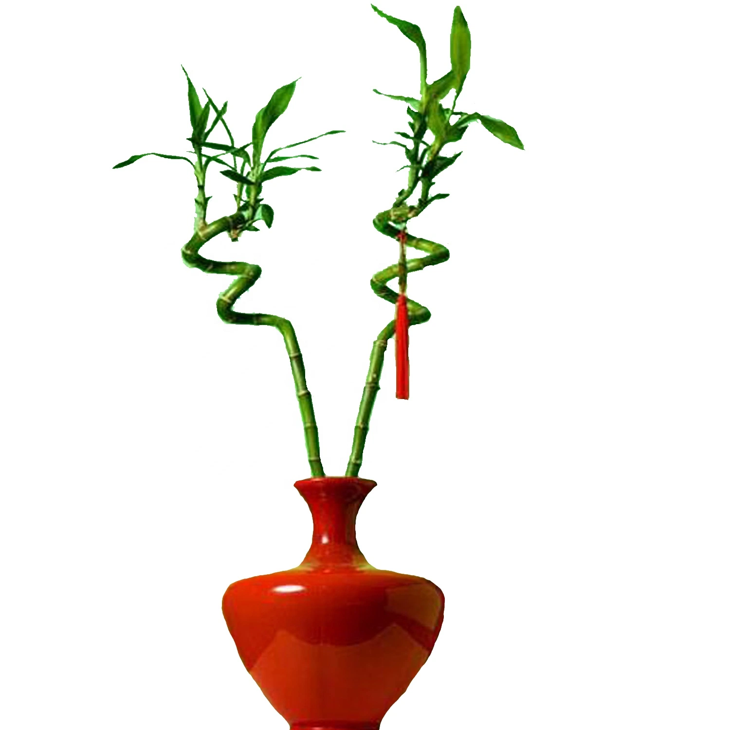 Bon Feng Shui plante Lucky bambou Indoor Plants, Festival Don