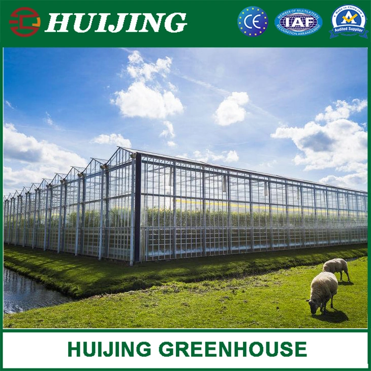 Commercial/Agricultural Dutch Venlo Glass Greenhouse Turnkey Solution for Sale