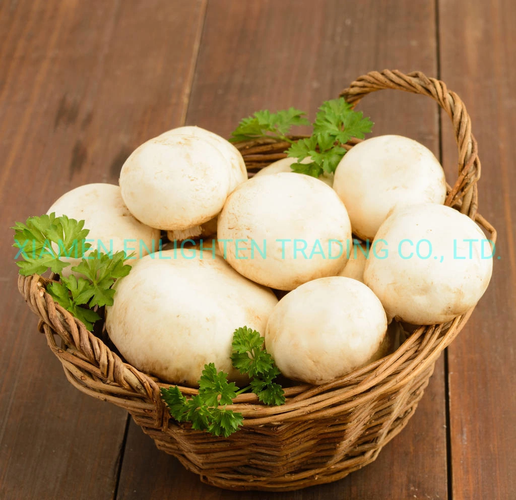 Delicious Canned Button/Champignon Mushroom in Syrup for Whole Sale