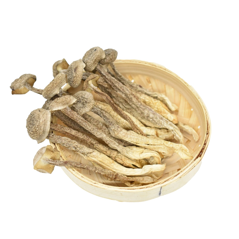 Health Value Edible Dried Pilose Antler Mushroom for Soup