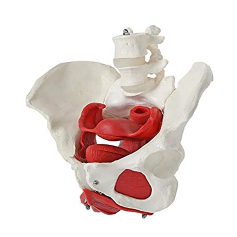 Hot Selling Medical Teaching Models Medical Teaching Anatomical Model Adult Female Pelvis of PVC with Rounded Shape