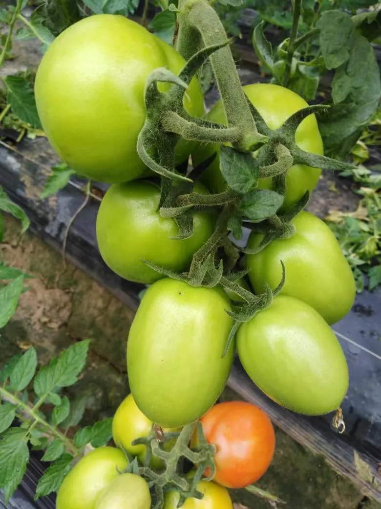 Big Oval Semi Determinate Hybrid Tomato Seeds Vegetable Seed for Sowing