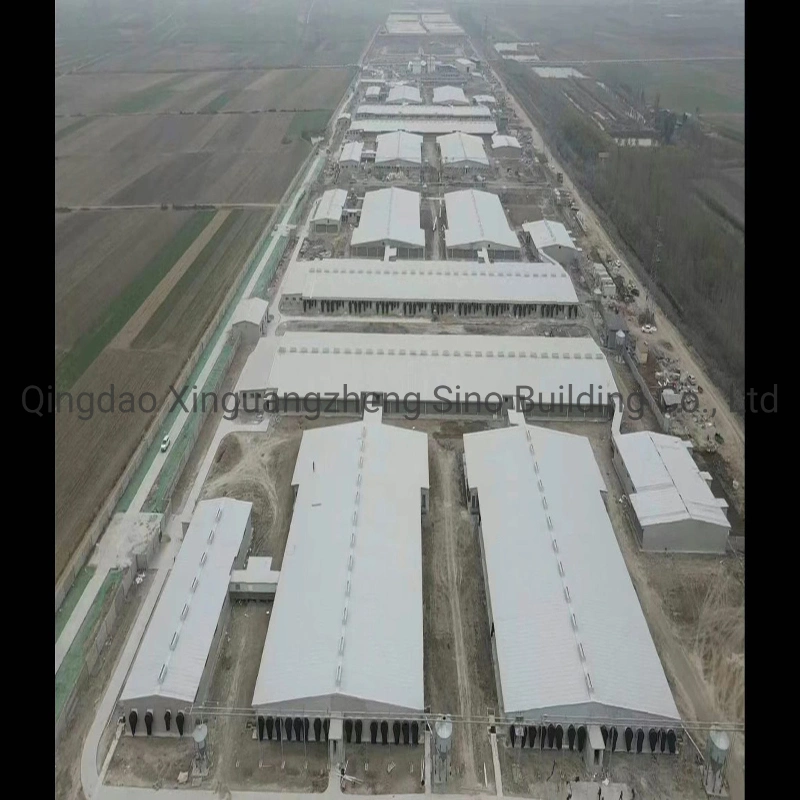 China Construction Fast Installed Light Steel Structure for Poultry Pig Cow Shed