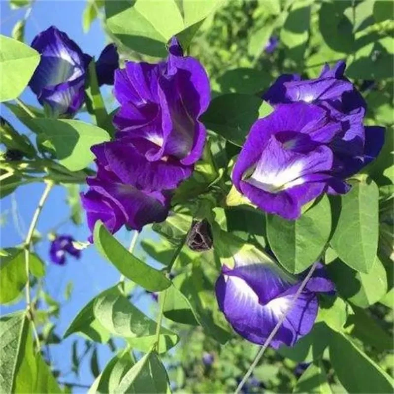 El suministro de alimentos de la fábrica de colores mariposas secas de hierba natural puro polvo de té de la arveja