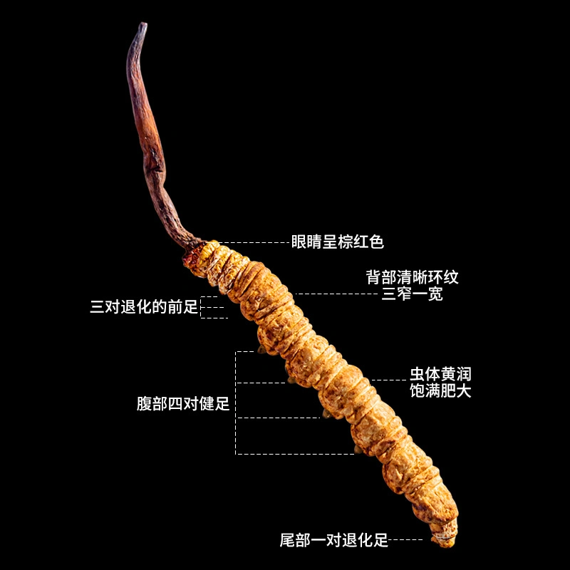 Cordyceps Mushroom Traditional Chinese Medicine Herb Wholesale/Supplier Bulk Pacakge Naqu Fungus Cordyceps Militaris