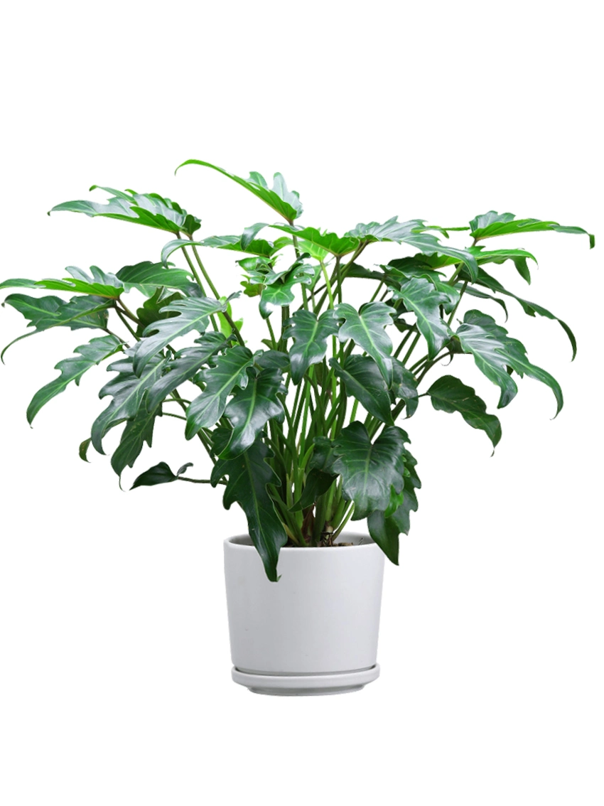 Philodendron Xanadu Wholesale Natural Plants Import Export From China