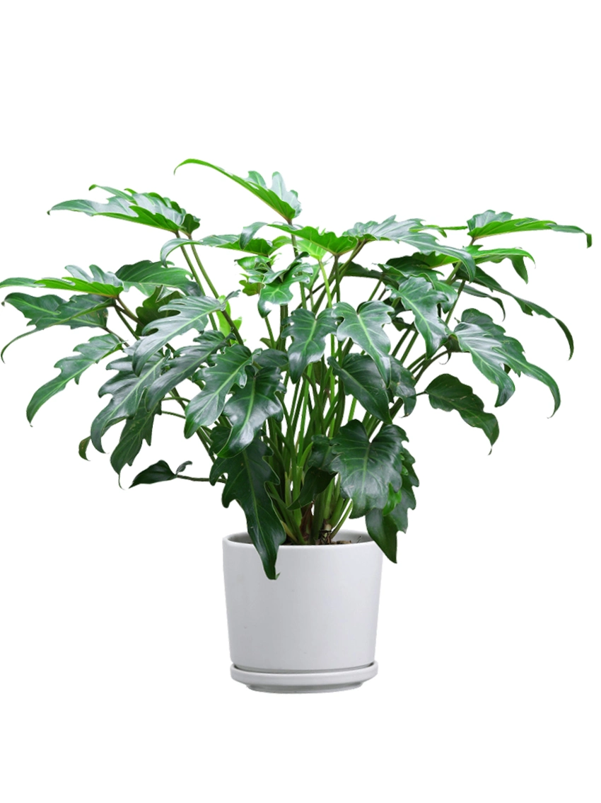 Philodendron Xanadu Wholesale/Supplier Natural Plants Import Export From China