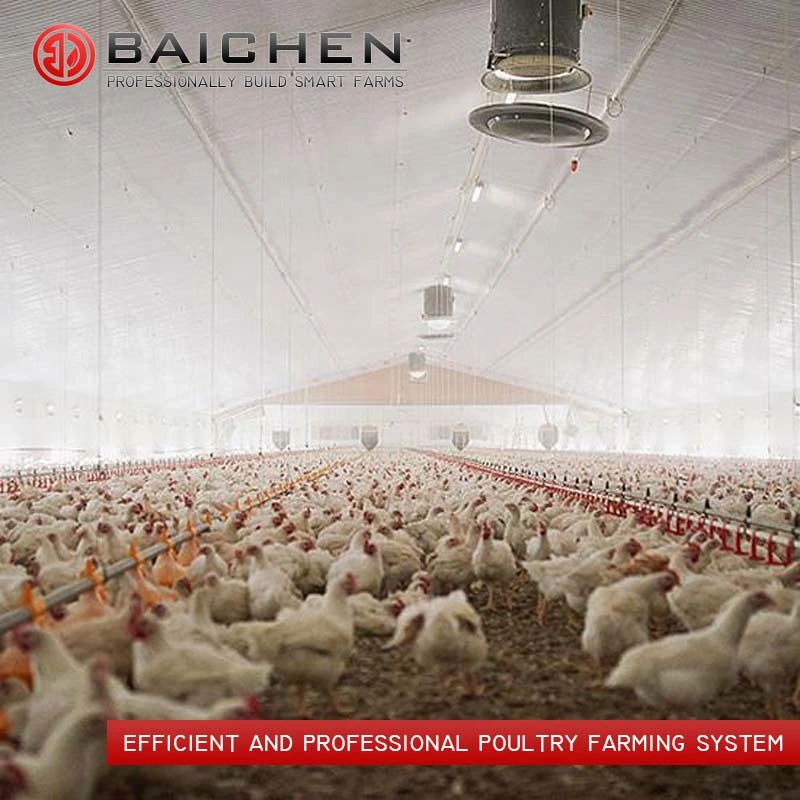 Chicken Raising Equipment Broiler Floor Raising System