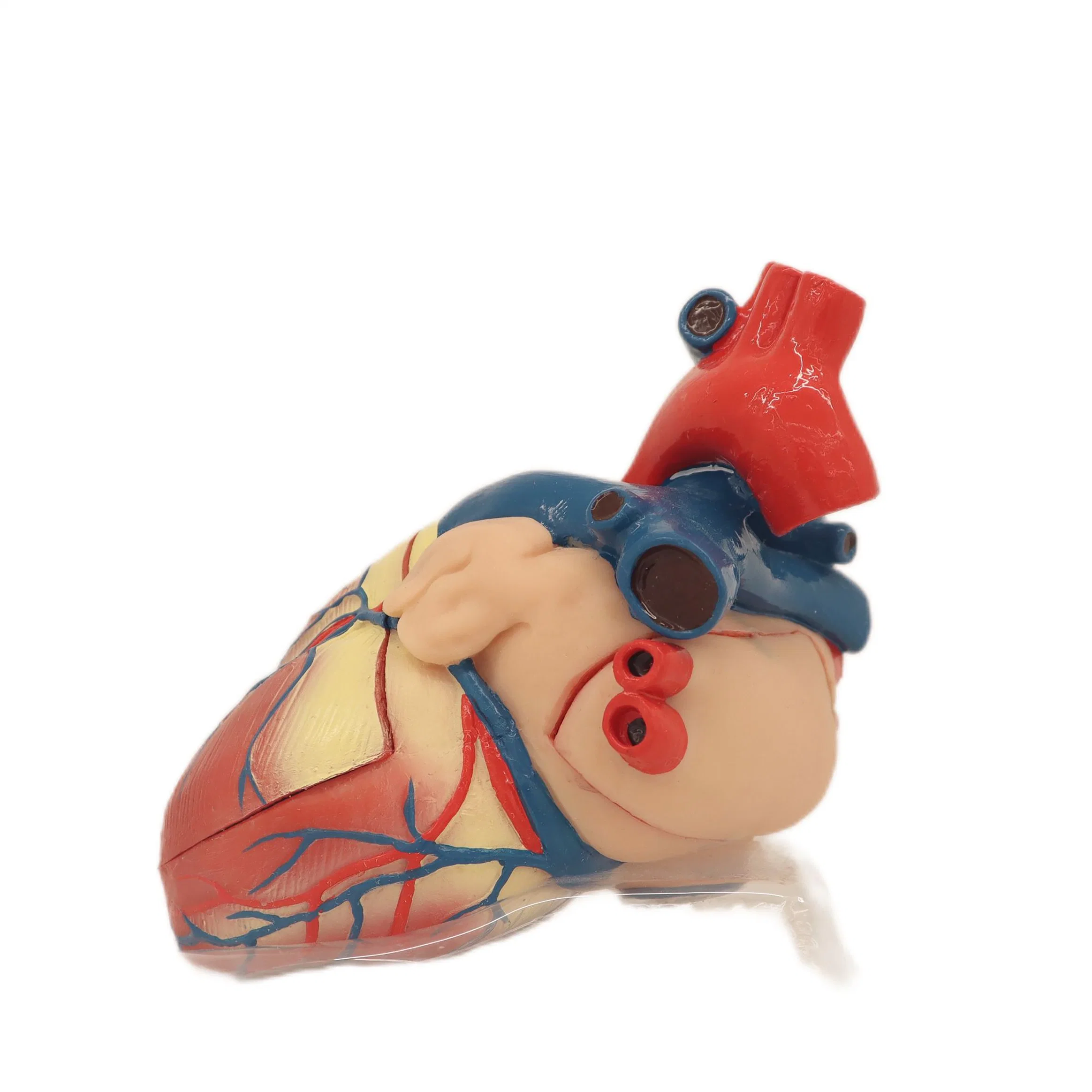 Modelo anatómico Humam de PVC de suporte forte modelo de dissecção cardíaca