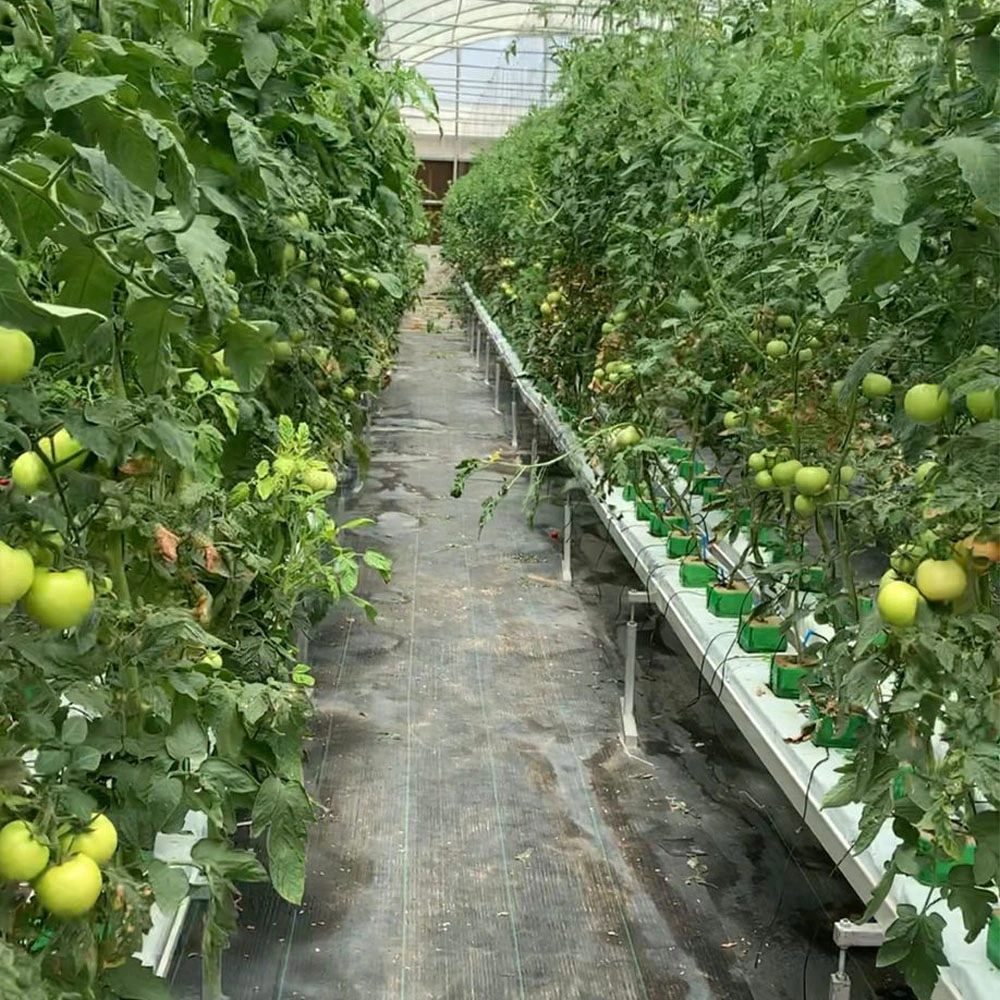 Sistema de canales para cultivar Fresa Agricultura vertical invernadero invernadero Agropecuario