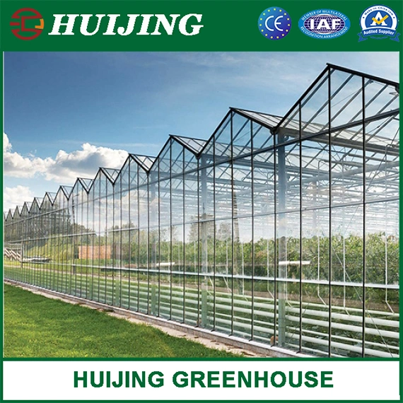 Commercial/Agricultural Dutch Venlo Glass Greenhouse Turnkey Solution for Sale