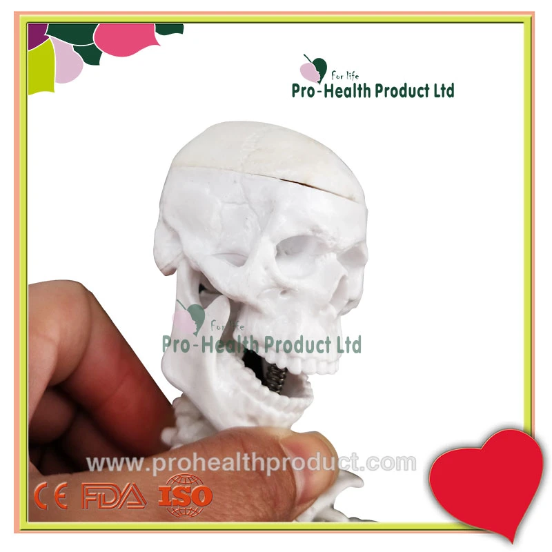 Manikin Medical Teaching Aids 45cm Mini Human Skeleton Model