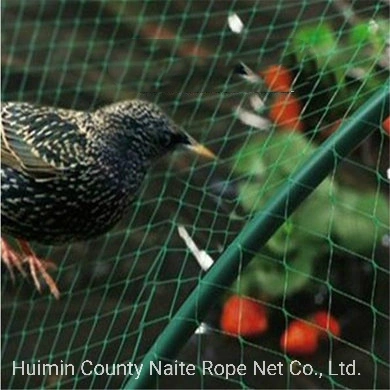 Fabricant PE PP Bird de filets, Poly Bird Net, Bop Bird Net