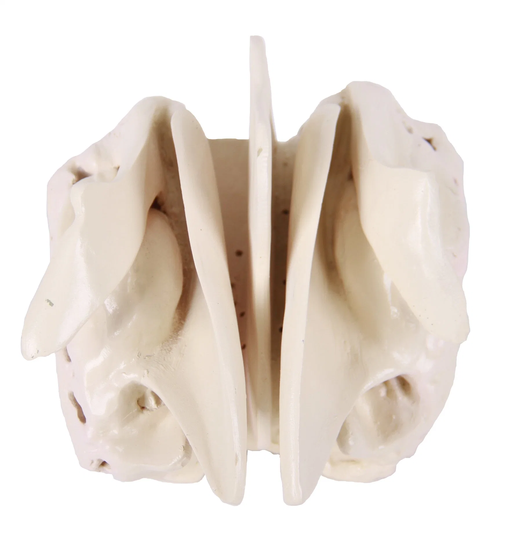 Lab Biological Teaching Models Expansion Model of Ethmoid Bone Skeleton Model