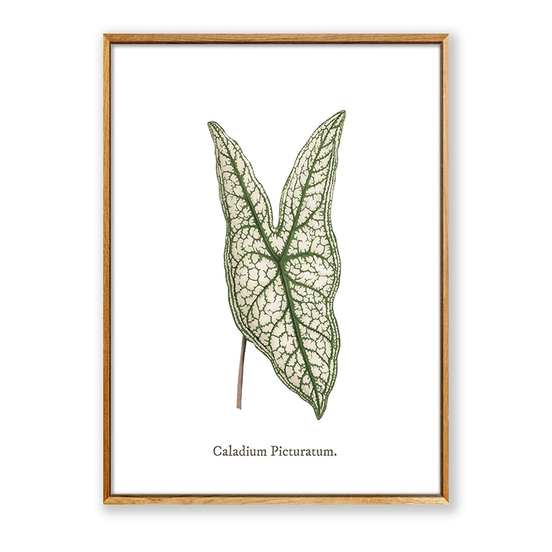 Leaves Leaf Botanical Green Canvas Wall Art Printing Modern Home Decoration PS Frame Picture Display Painting