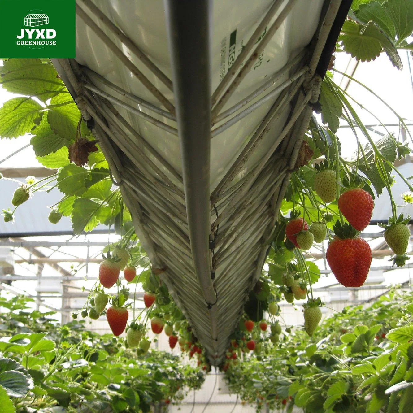 Modern Agricultural Plastic Film Greenhouse for Strawberry