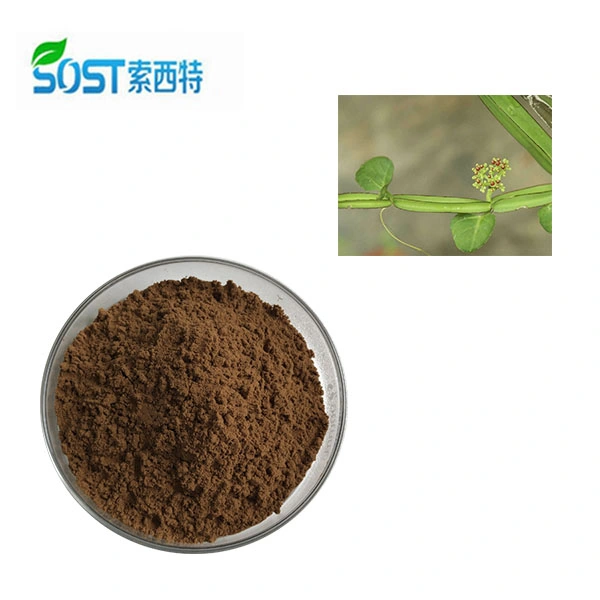 Biotech Cissus Quadrangularis SOST orgánico Extracto de la hoja polvo