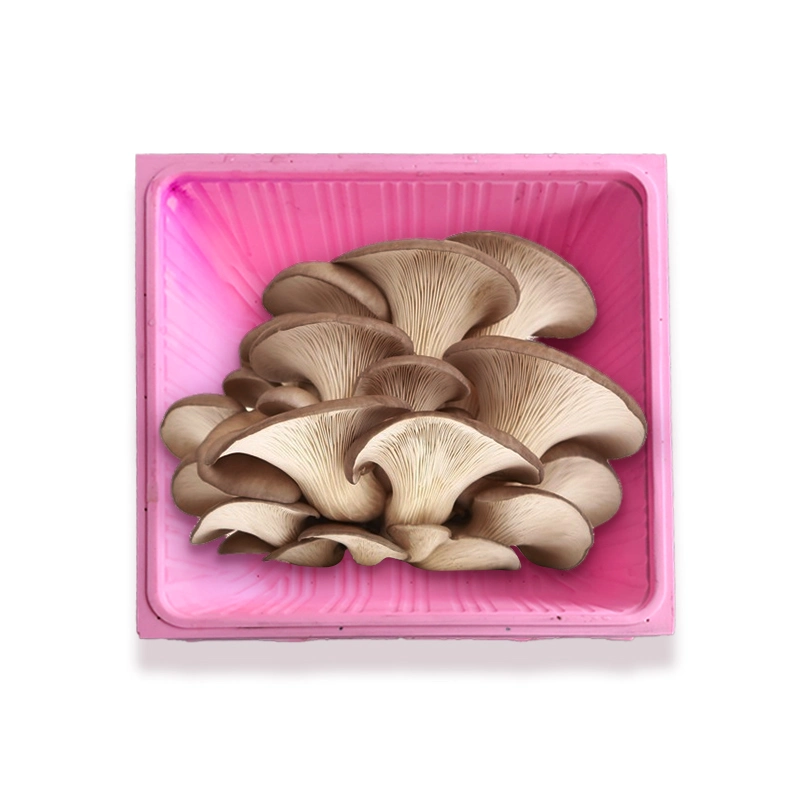 Champignons frais d'emballage en plastique PET Bac pour paquet de champignons