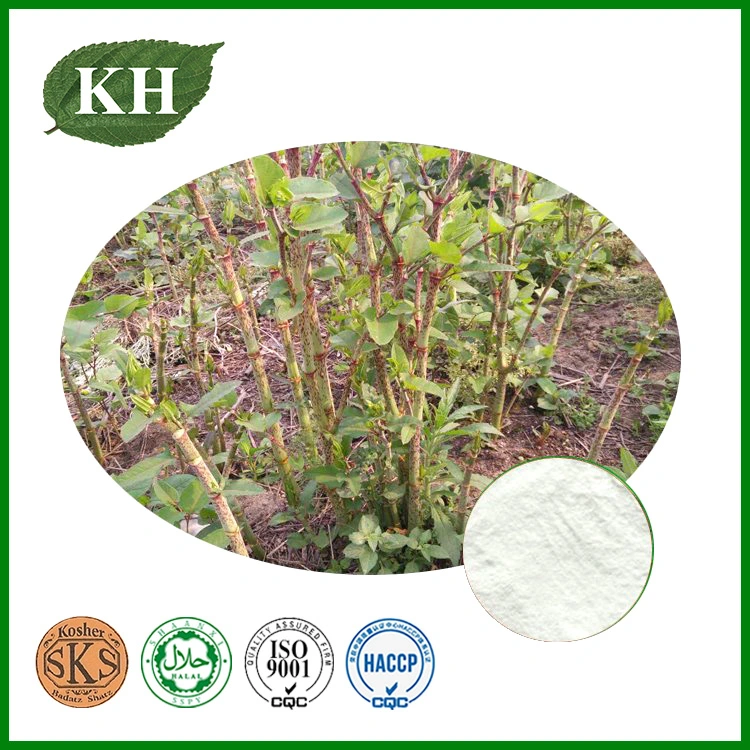 Anti-Oxidant Anti-Inflammatory Polygonum Cuspidatum Extract 10%-98% Resveratrol