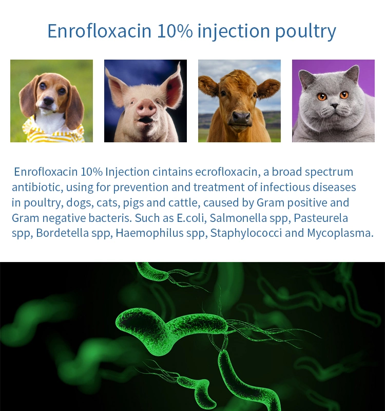 Veterinary Injection Hot Selling Supply Enrofloxacin Injection 100ml 10g for Livestock and Poultry