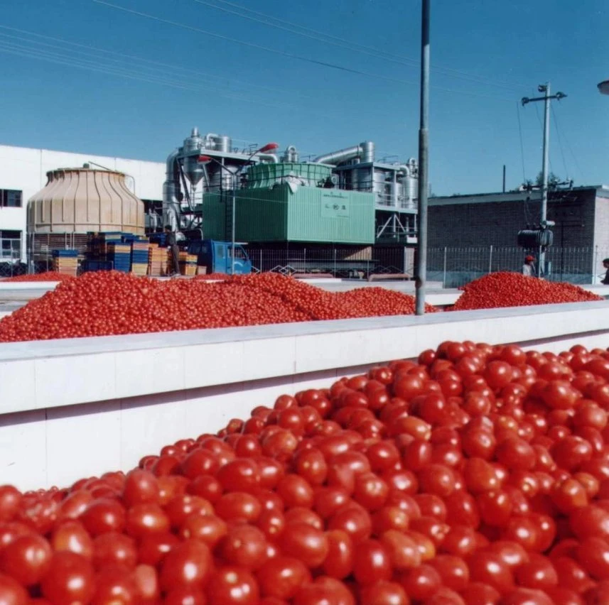 2023 Nuevo cultivo barato tambor Tomate Pasta 36-38%