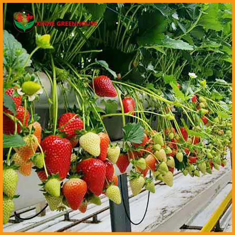 Agricultural Tunnel Film Growing Greenhouse for Tomato Growing System