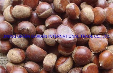 Shandong Manufacturer Wholesale/Supplier Chinese Chestnut Raw Sweet Fresh Chestnuts, a Plump, Fresh and Delicious Chestnut