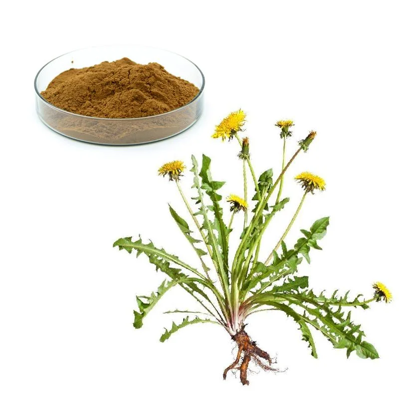 Fornecedor grossista de topo Venda boa qualidade 100% Pure Dandelion Extraia o pó