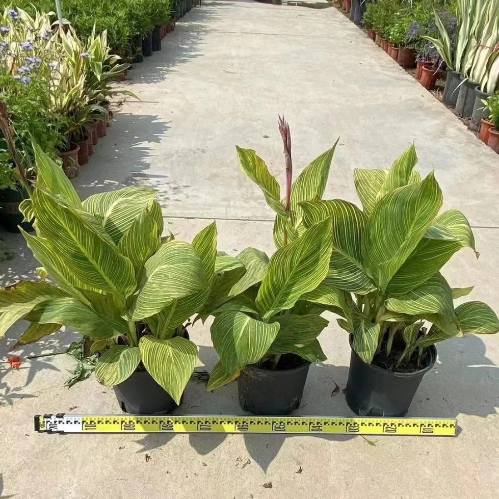Canna Indica Real Plants
