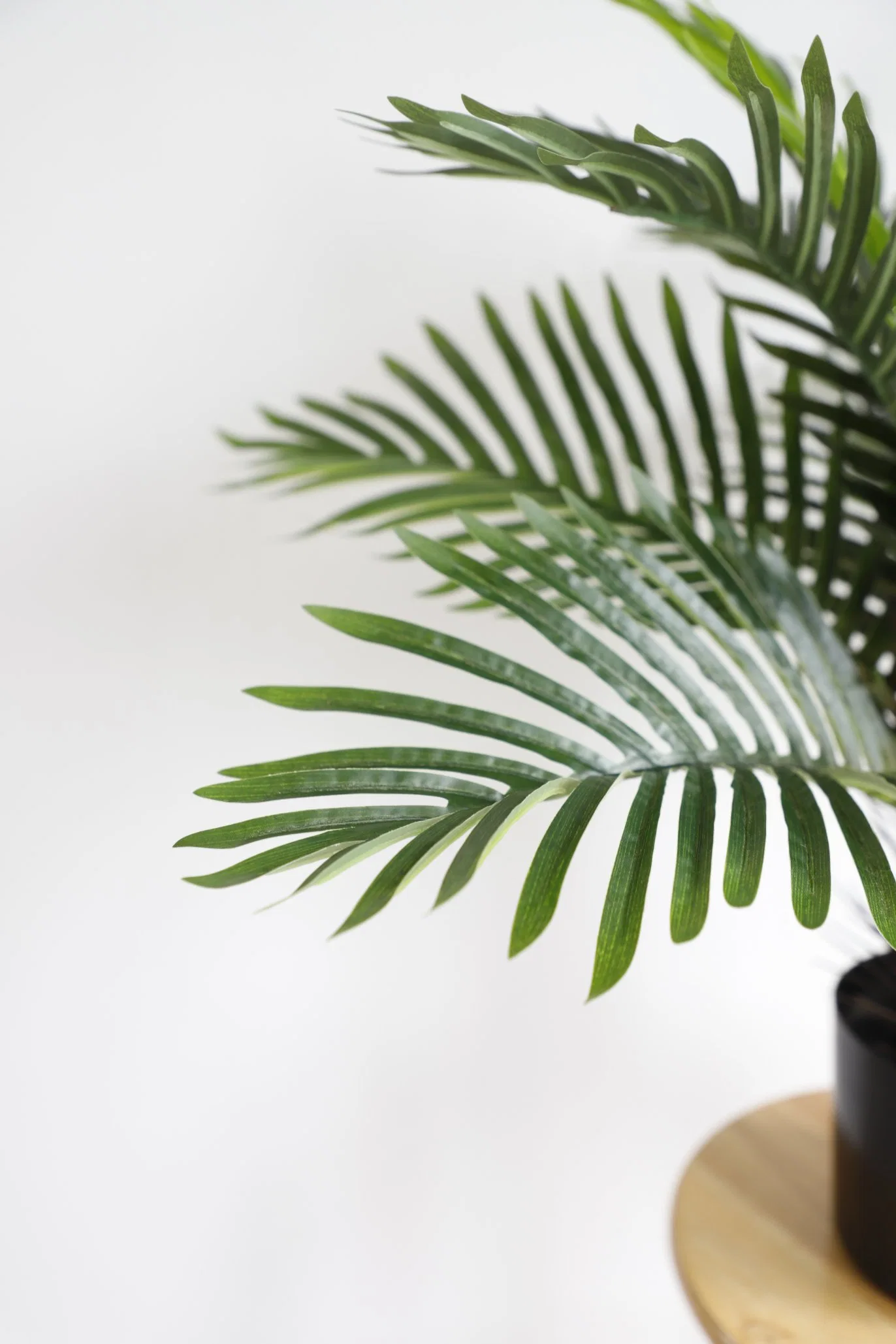 Hot Sale with Plastic Pot Home and Shop Decoration Small Palm Tree Plants