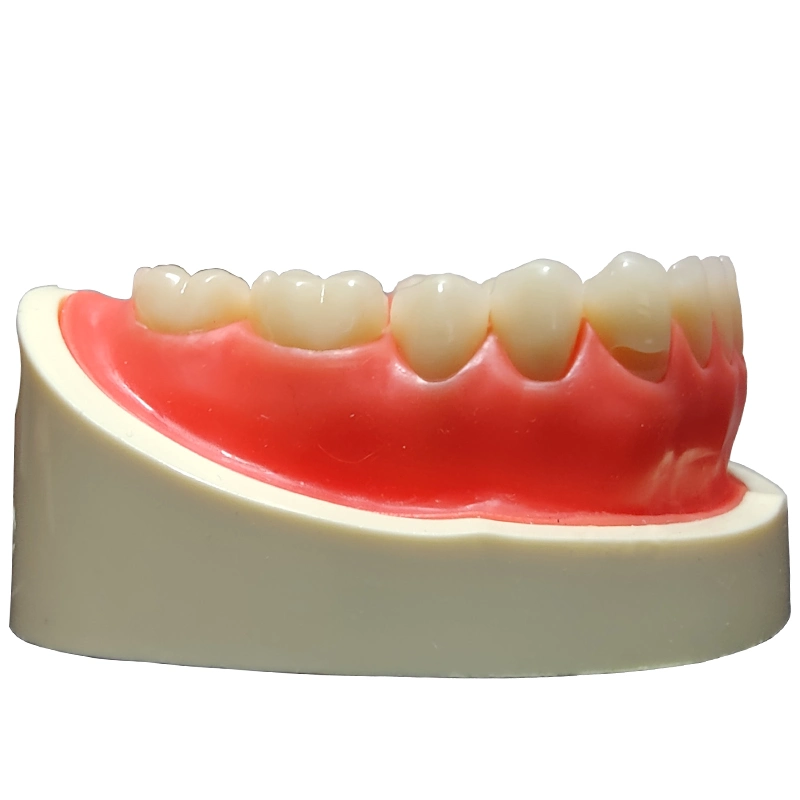 Solid Teaching Tooth Model for Dental Lab and Clinic