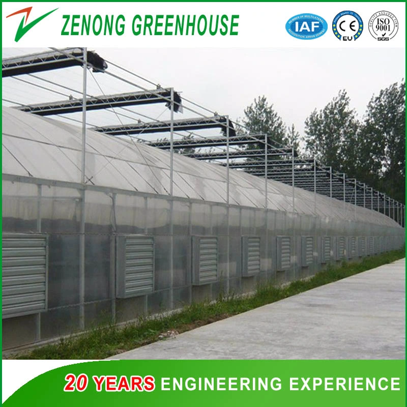 Tunnel Type Arch Film/Poly Greenhouse for Cultivation/Agriculture/Planting Vegetables/Seed Breeding