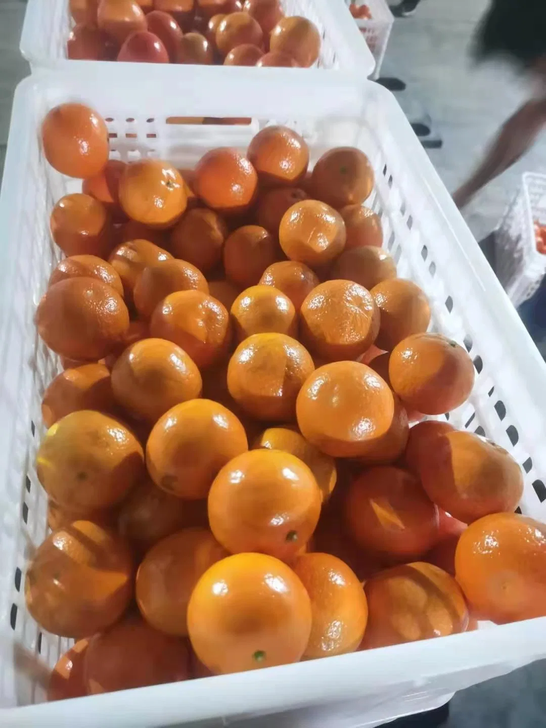 Wogan fresca Mandarine laranja