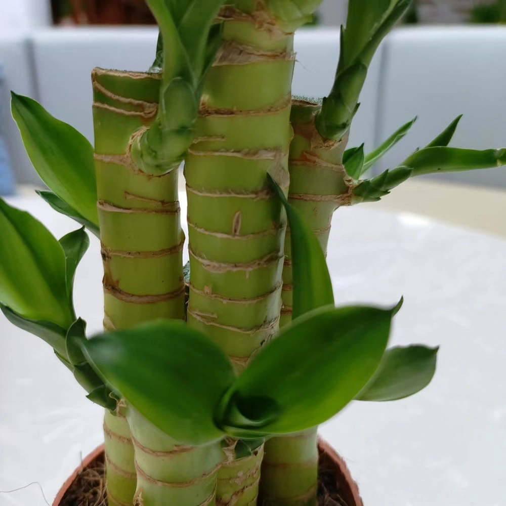 Dracaena Sanderiana Lucky bambou pépinière Bonsai Accueil Live plante le décor