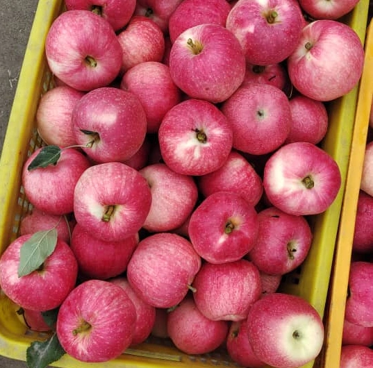 Frischer roter Apfel mit schöner Qualität