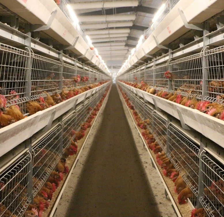 Battery Cage System für Layers/Broiler/Chicken Layer/Egg Chicken