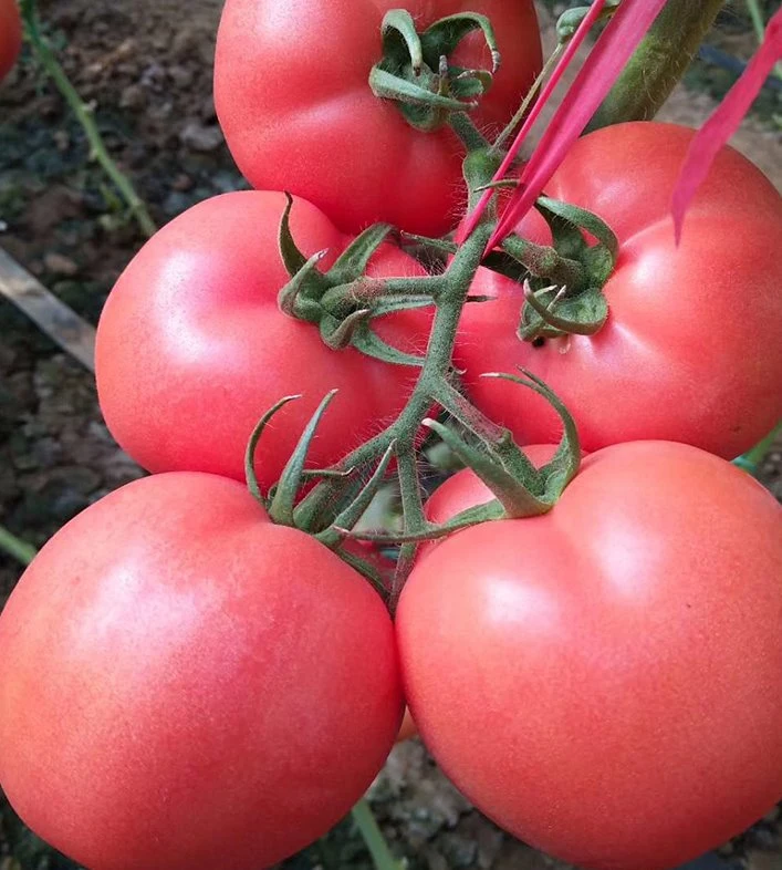 Bien indeterminado grande empresa de semillas de tomate rosa