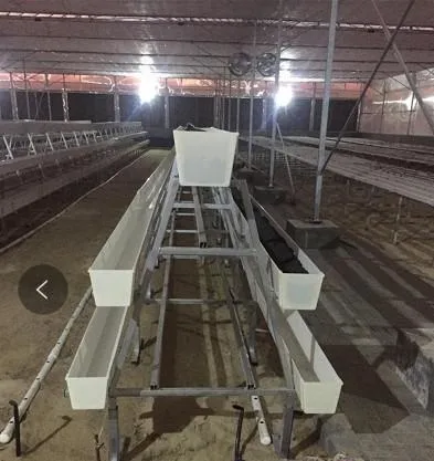 Extensive Hydroponics System Rows of Ripe Red Strawberries Drainage Gutter