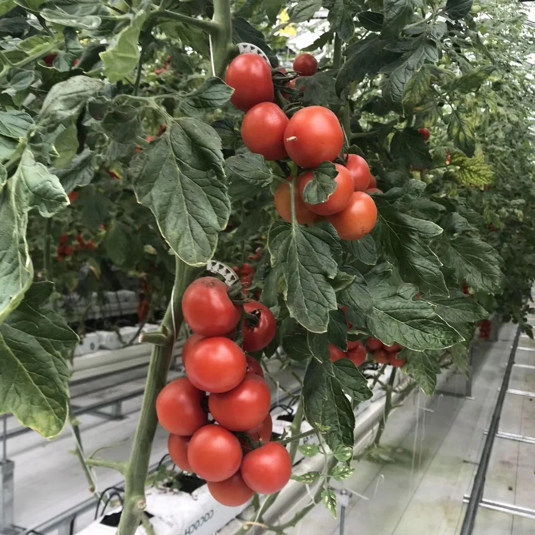 Le concombre Xinhe / tomate / système de culture de fraises