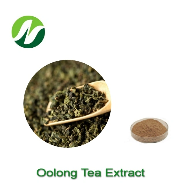 China ISO Factory Made High Quality 4: 1~20: 1 Camellia Sinensis Oolong Tea Extract