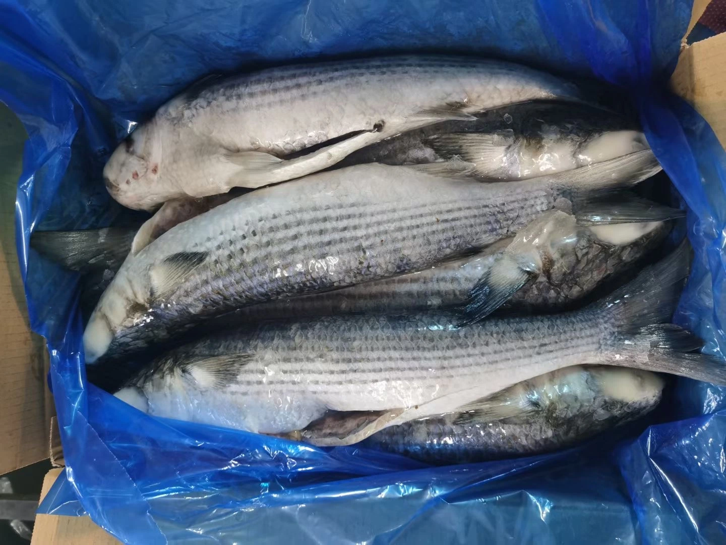 Frozen Grey Mullet, Whole Round/ Gutted, Frozen Seafood