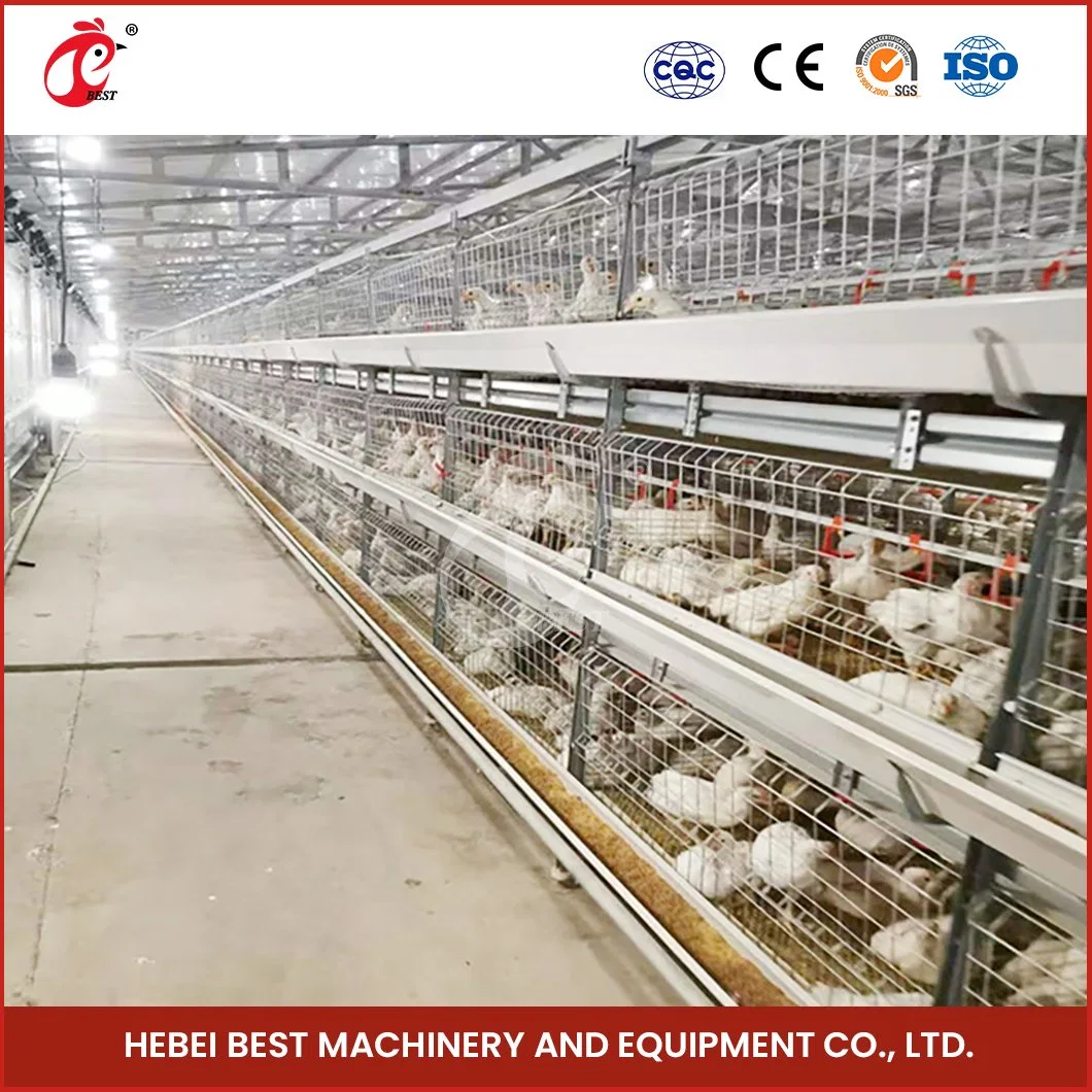 Tipo H Bestchickencourage Pullet Casa galinha Cage China empilhado galinha Pullet jaulas de Fabricação Atacado amplo espaço entre barras de gravata Pullet de galinha Gaiola 200