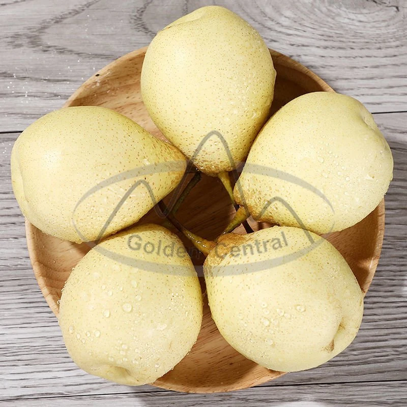 New Season High quality/High cost performance  Fresh Ya Pears with Factory Price