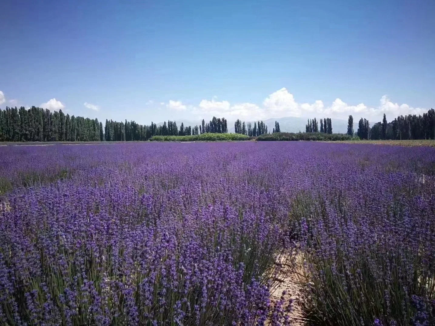 Комплект Оптовая натуральная органическая лавандовое масло, чистое эфирное масло по хорошей цене, CAS: 8000-28-0, лавандовое экстракт