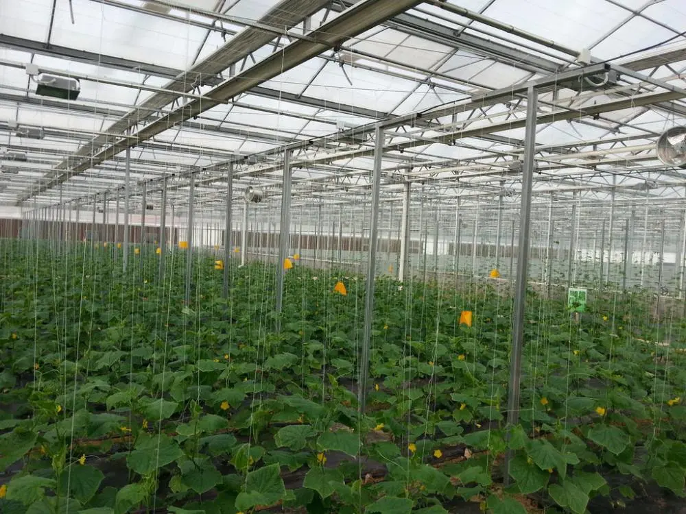 Buena luz oxígeno invernadero ecológico con refrigerador hidropónico Ventilador eléctrico/Restaurante/interno/externo Apertura de ventana para planta