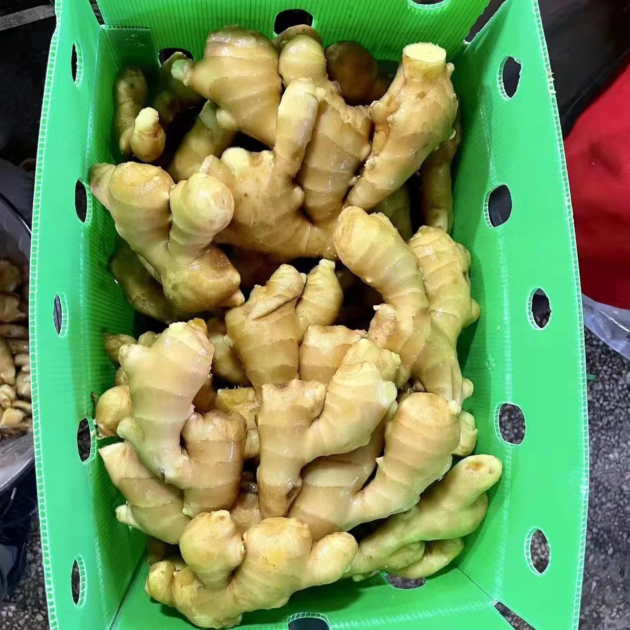 Dried Ginger Price in China Dry Ginger and Fresh Ginger