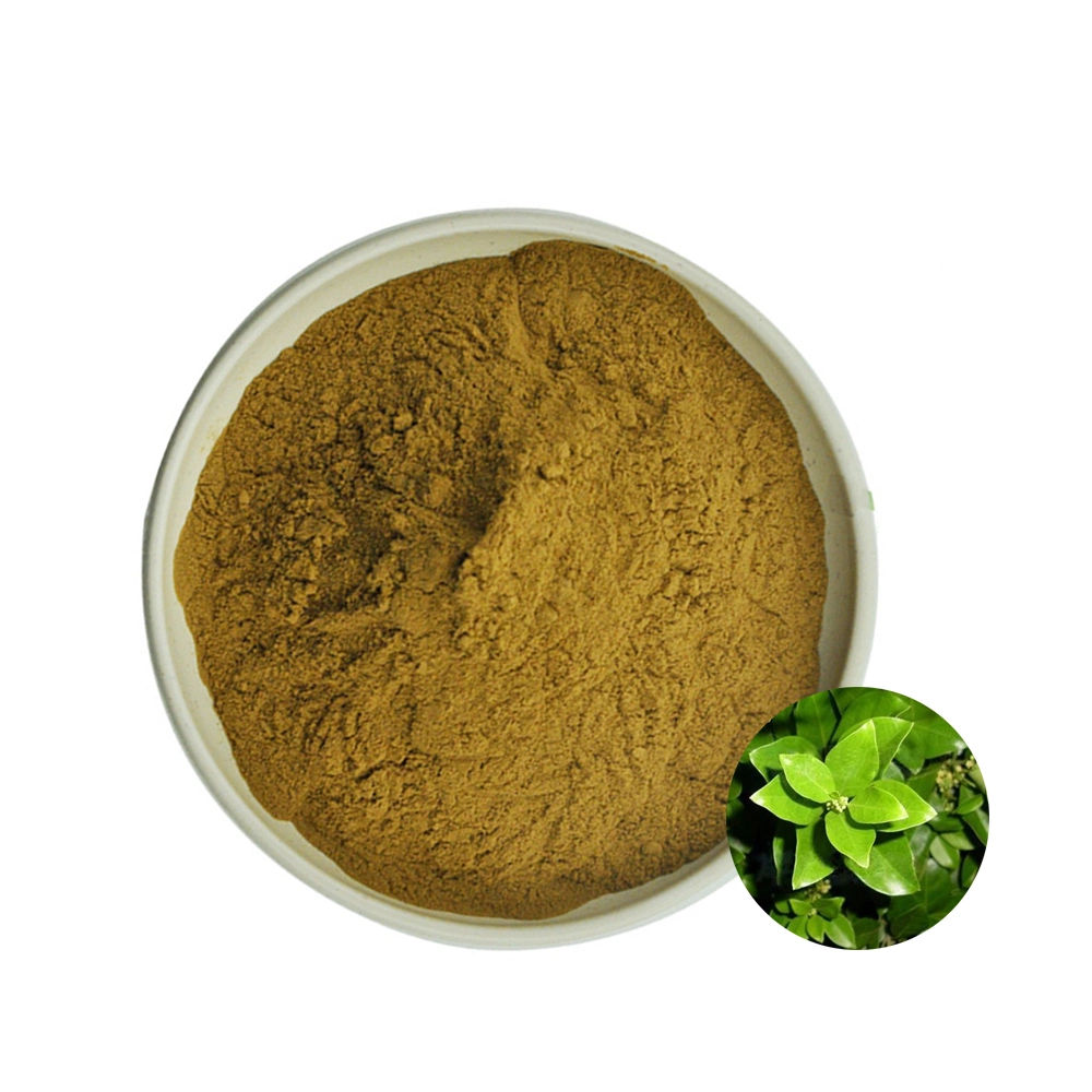 100% Nature Gymnema Sylvestre Extract