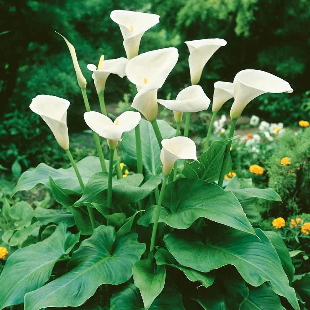 Zantedeschia aethiopica Regalo de flores frescas