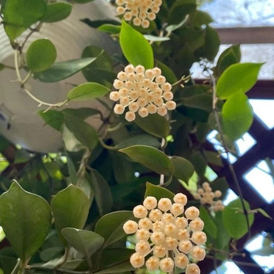 Hoya 'sunrise' Plantes réel