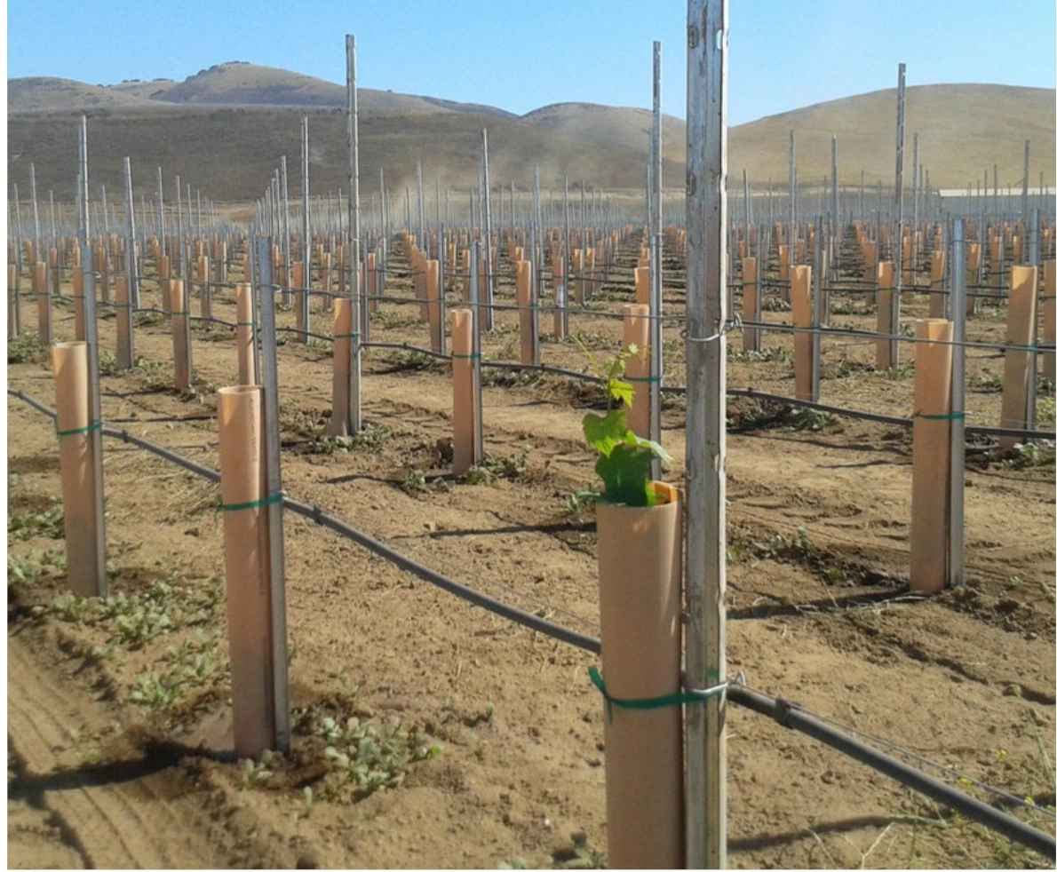 Cinta de marcado Agriculture Grafting Supplier